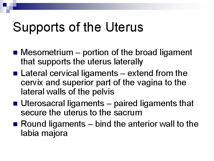 Supports of the Uterus n n Mesometrium – portion of the broad ligament that