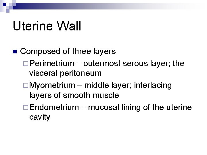 Uterine Wall n Composed of three layers ¨ Perimetrium – outermost serous layer; the