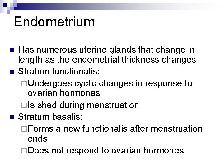 Endometrium n n n Has numerous uterine glands that change in length as the