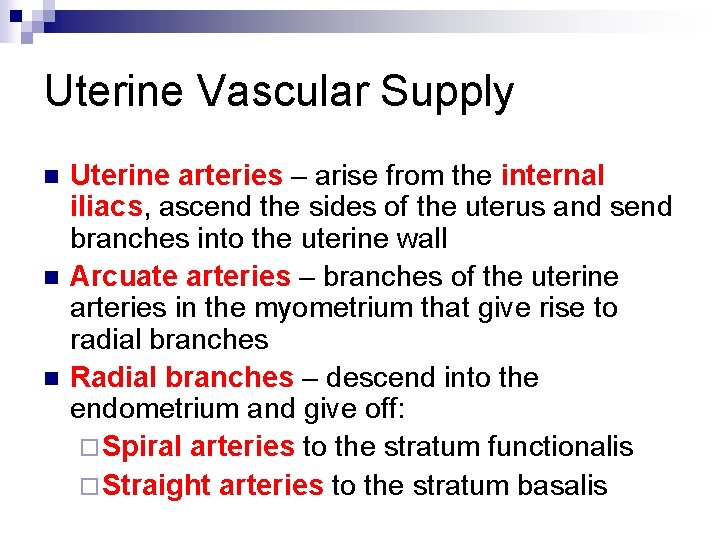 Uterine Vascular Supply n n n Uterine arteries – arise from the internal iliacs,