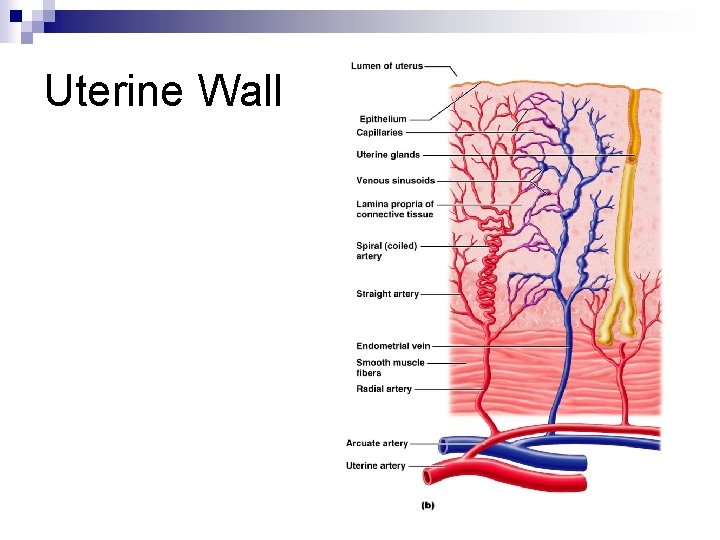 Uterine Wall 