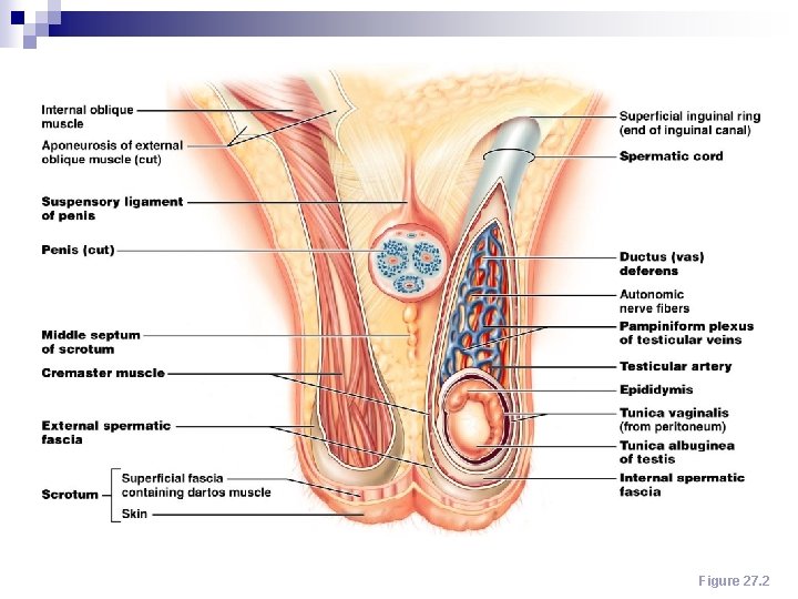 The Scrotum Figure 27. 2 