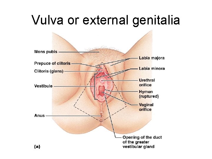 Vulva or external genitalia 