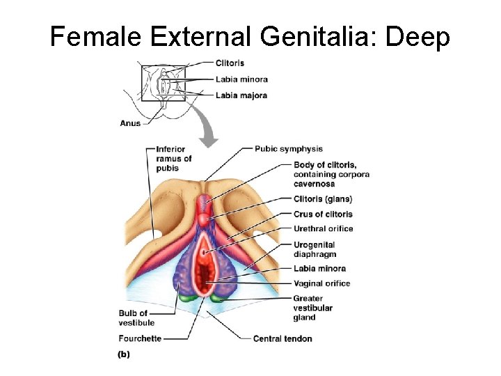 Female External Genitalia: Deep 