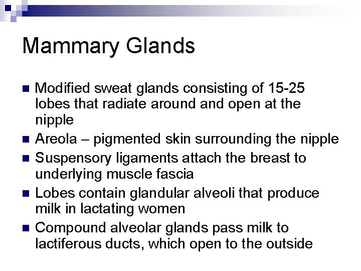 Mammary Glands n n n Modified sweat glands consisting of 15 -25 lobes that