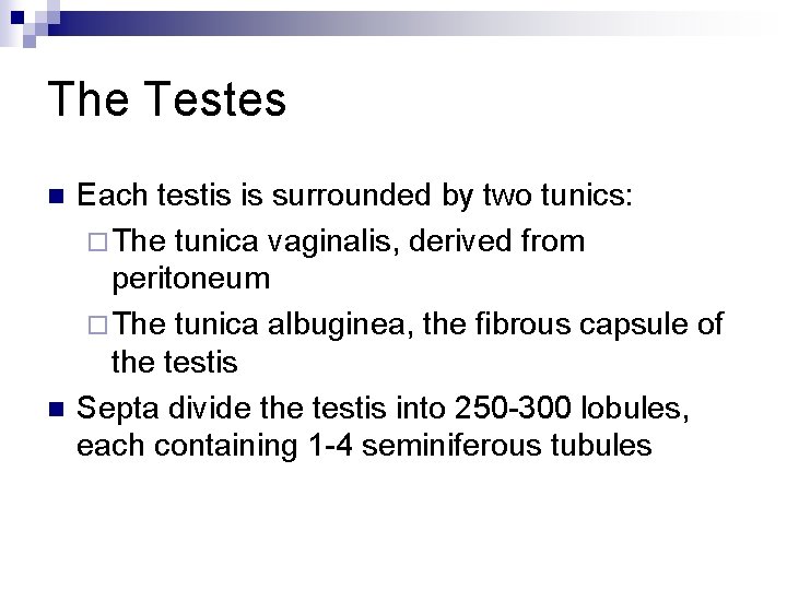 The Testes n n Each testis is surrounded by two tunics: ¨ The tunica