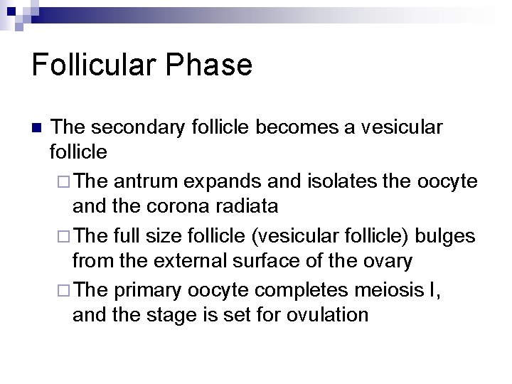 Follicular Phase n The secondary follicle becomes a vesicular follicle ¨ The antrum expands