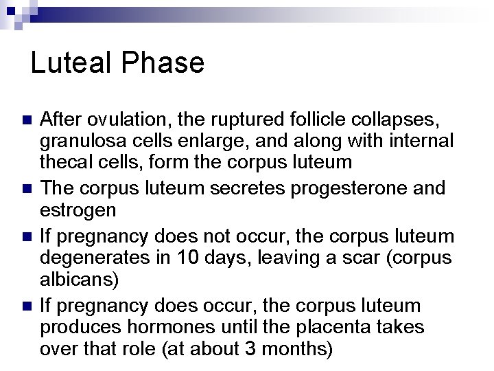 Luteal Phase n n After ovulation, the ruptured follicle collapses, granulosa cells enlarge, and