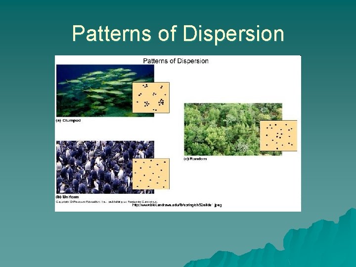 Peripheral Population Pattern Example Population Dynamics SBI 4 U Characteristics of Populations