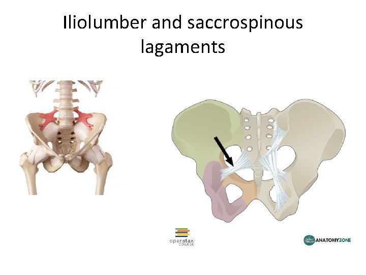 Iliolumber and saccrospinous lagaments 