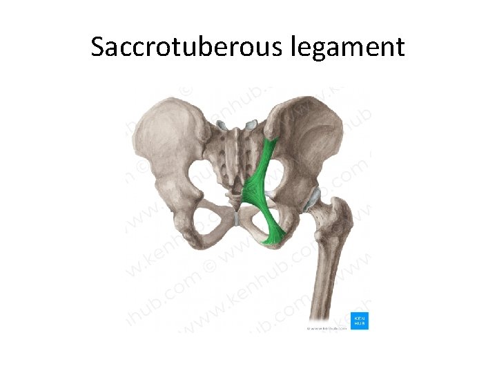 Saccrotuberous legament 