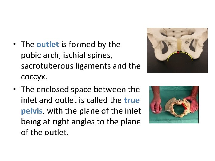  • The outlet is formed by the pubic arch, ischial spines, sacrotuberous ligaments