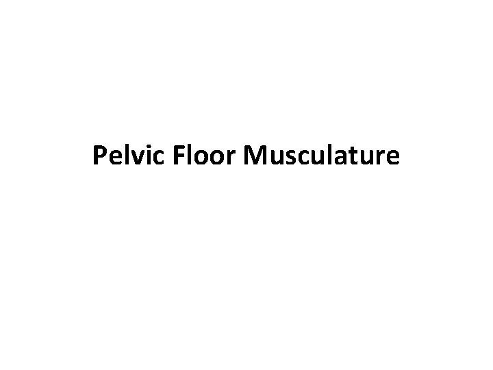 Pelvic Floor Musculature 