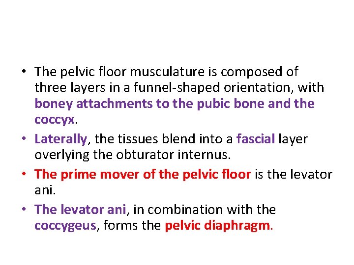  • The pelvic floor musculature is composed of three layers in a funnel-shaped