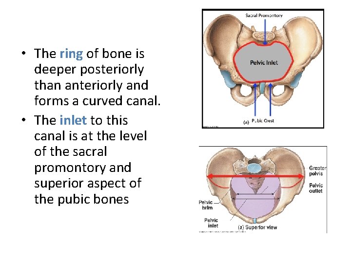  • The ring of bone is deeper posteriorly than anteriorly and forms a