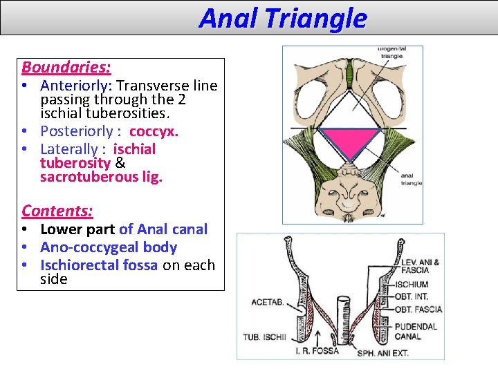 Anal Triangle Boundaries: • Anteriorly: Transverse line passing through the 2 ischial tuberosities. • Anal Triangle Boundaries: • Anteriorly: Transverse line passing through the 2 ischial tuberosities. •