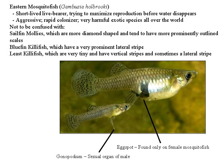 Eastern Mosquitofish (Gambusia holbrooki) - Short-lived live-bearer, trying to maximize reproduction before water disappears