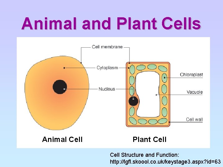 Animal and Plant Cells Animal Cell Plant Cell Structure and Function: http: //lgfl. skoool.