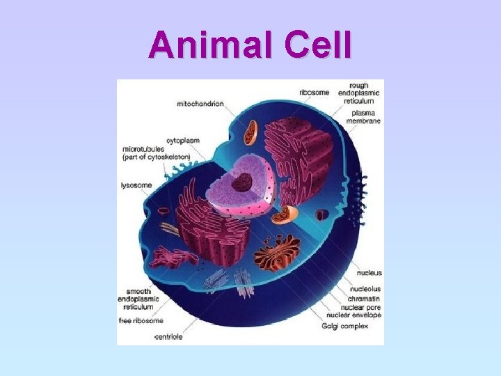 Animal Cell 