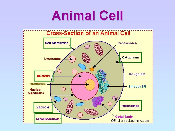 Animal Cell 