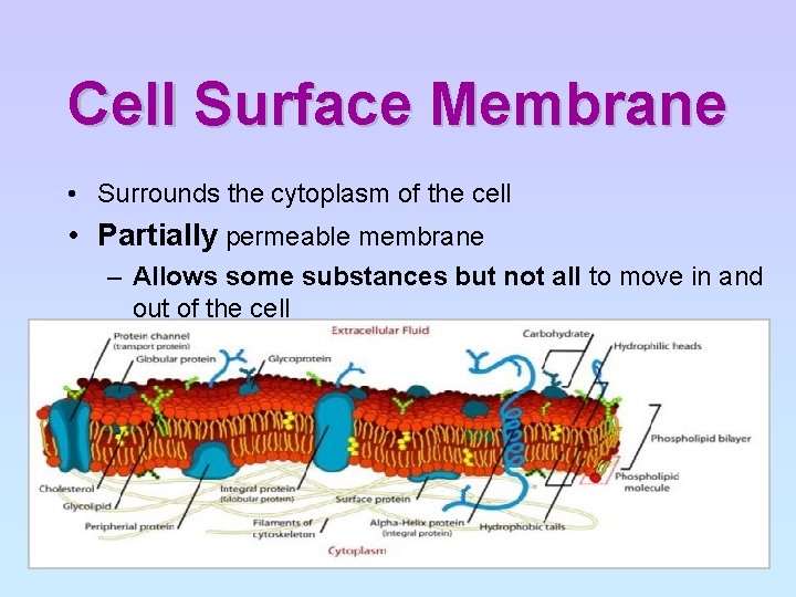 Cell Surface Membrane • Surrounds the cytoplasm of the cell • Partially permeable membrane