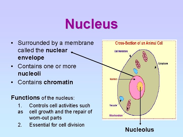 Nucleus • Surrounded by a membrane called the nuclear envelope • Contains one or