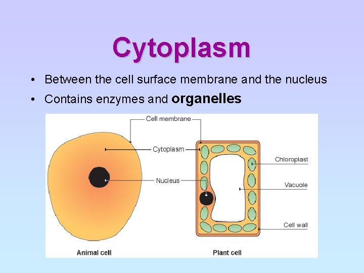 Cytoplasm • Between the cell surface membrane and the nucleus • Contains enzymes and