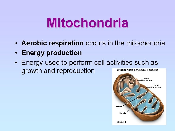 Mitochondria • Aerobic respiration occurs in the mitochondria • Energy production • Energy used