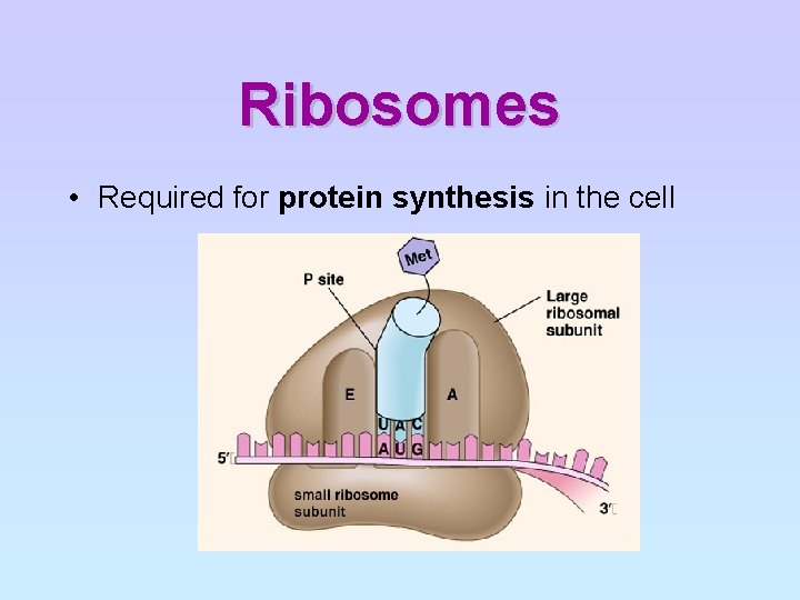Ribosomes • Required for protein synthesis in the cell 