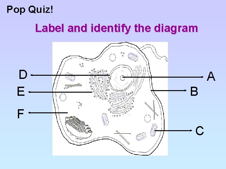 Pop Quiz! Label and identify the diagram D E A B F C 