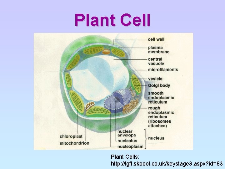 Plant Cells: http: //lgfl. skoool. co. uk/keystage 3. aspx? id=63 