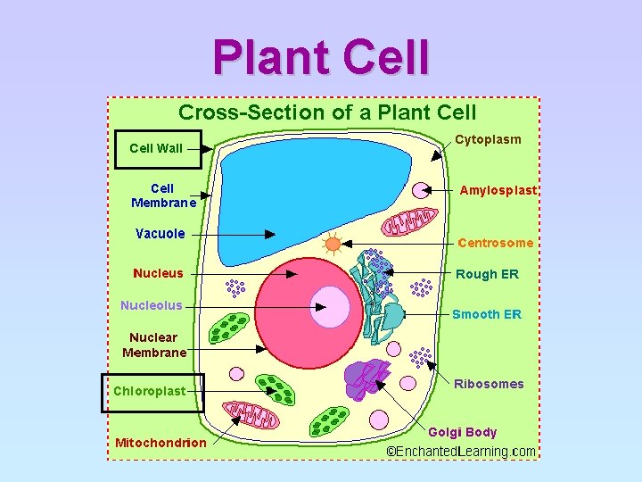 Plant Cell 