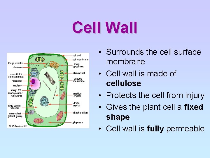 Cell Wall • Surrounds the cell surface membrane • Cell wall is made of