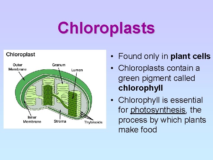 Chloroplasts • Found only in plant cells • Chloroplasts contain a green pigment called