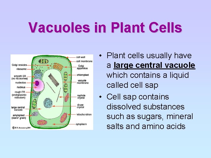 Vacuoles in Plant Cells • Plant cells usually have a large central vacuole which