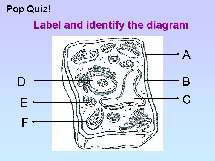 Pop Quiz! Label and identify the diagram A D B E C F 