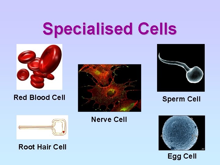 Specialised Cells Red Blood Cell Sperm Cell Nerve Cell Root Hair Cell Egg Cell