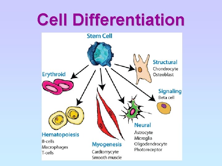 Cell Differentiation 