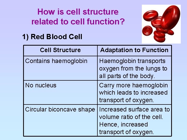 How is cell structure related to cell function? 1) Red Blood Cell Structure Contains