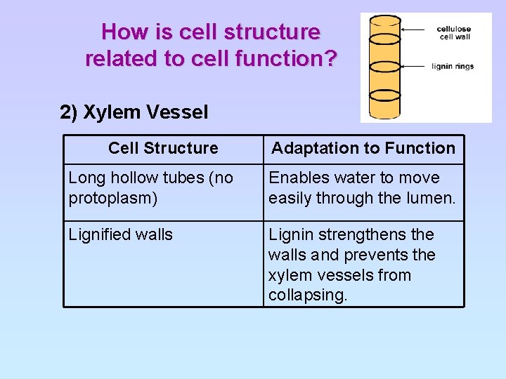 How is cell structure related to cell function? 2) Xylem Vessel Cell Structure Adaptation