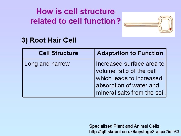 How is cell structure related to cell function? 3) Root Hair Cell Structure Long