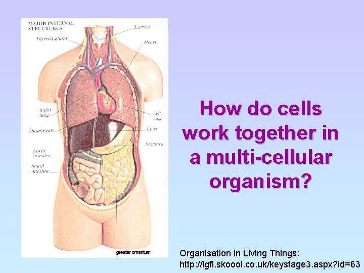 How do cells work together in a multi-cellular organism? Organisation in Living Things: http: