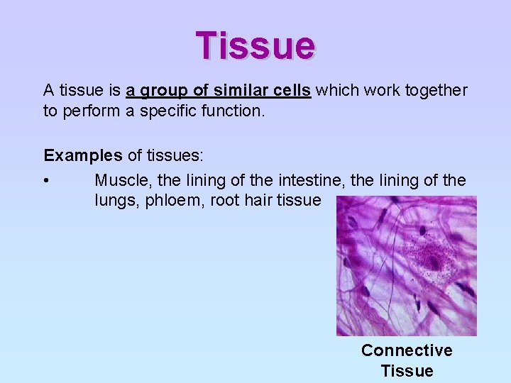 Tissue A tissue is a group of similar cells which work together to perform