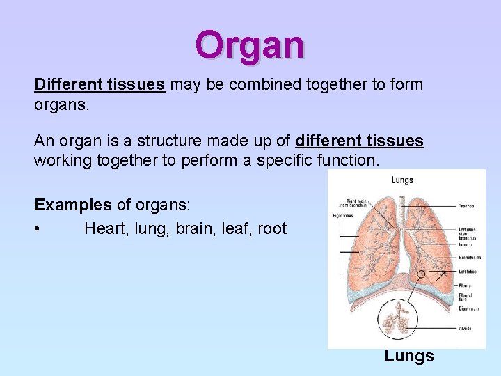 Organ Different tissues may be combined together to form organs. An organ is a