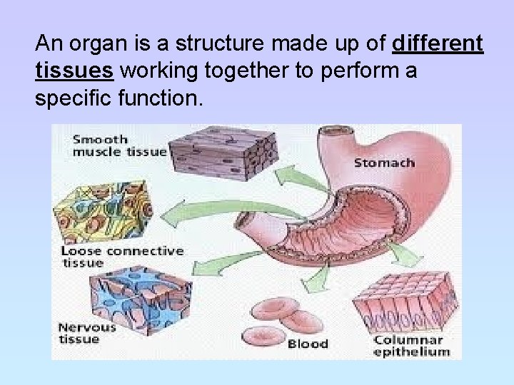 An organ is a structure made up of different tissues working together to perform