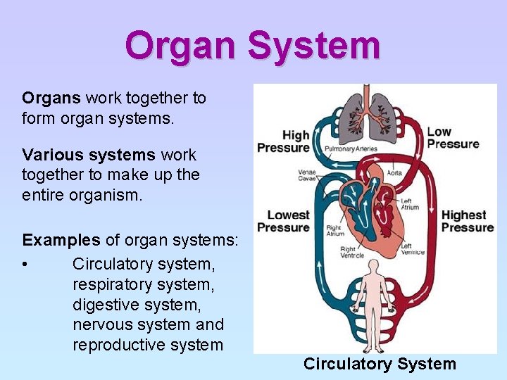 Organ System Organs work together to form organ systems. Various systems work together to