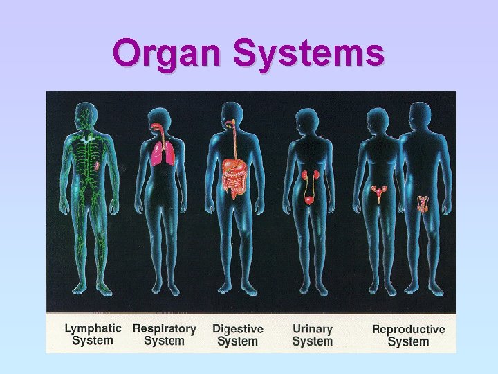 Organ Systems 