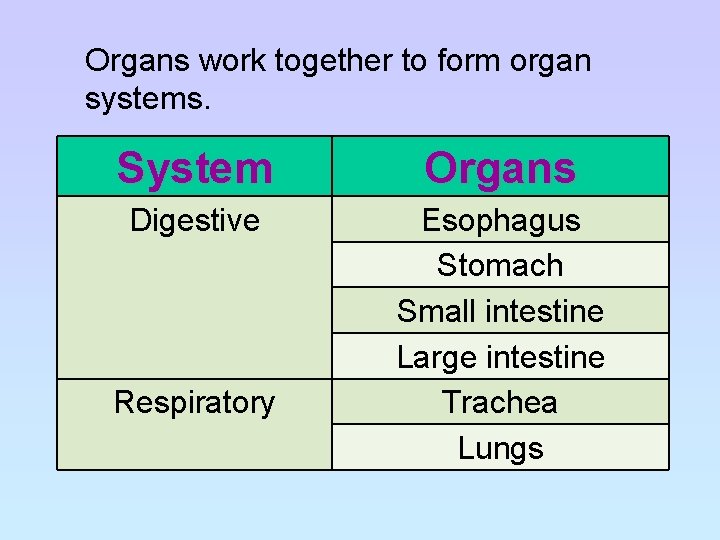 Organs work together to form organ systems. System Organs Digestive Esophagus Stomach Small intestine
