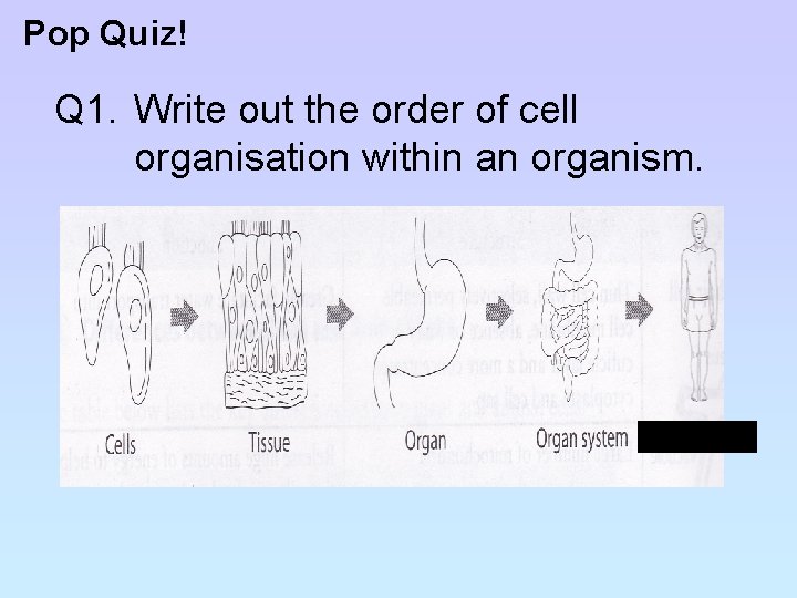 Pop Quiz! Q 1. Write out the order of cell organisation within an organism.