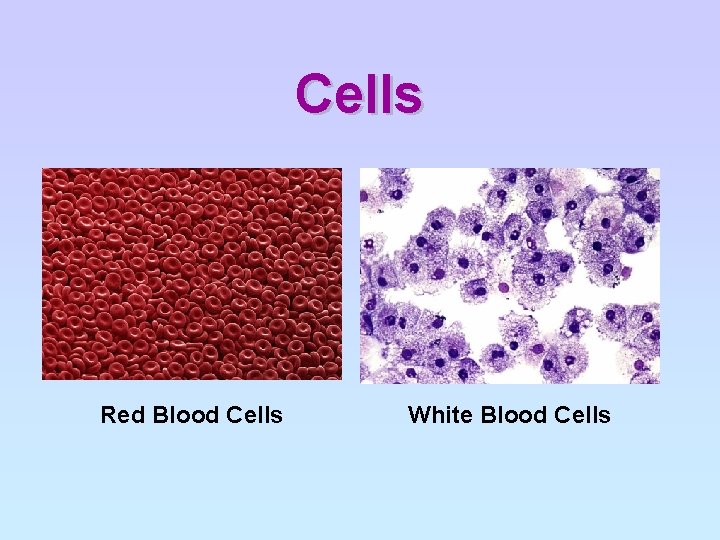 Cells Red Blood Cells White Blood Cells 